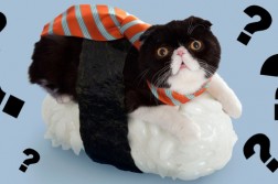illustration de l'article sur les sushi cats