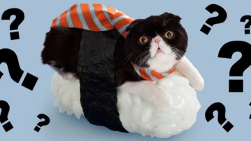 illustration de l'article sur les sushi cats